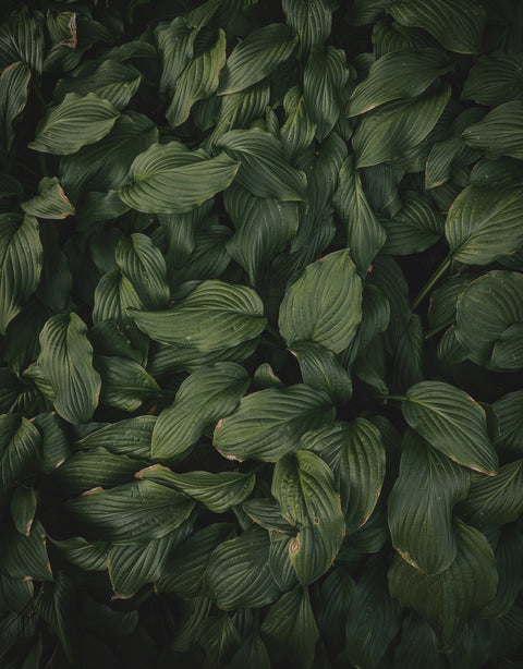Sustainable Sourcing